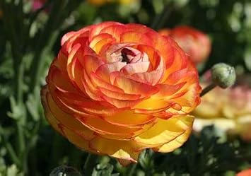 Yellow Red Ranunculus Flower seeds for Planting - Perfect for Borders, Heirloom & GMO Free Seeds for Home Garden
Sale seeds for planting in home garden