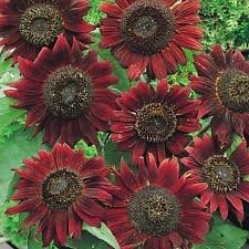 Maroon Sunflower Flower seeds for Planting - Pollinator Friendly, Heirloom & GMO Free Seeds for Home Garden
Sale for planting in home garden