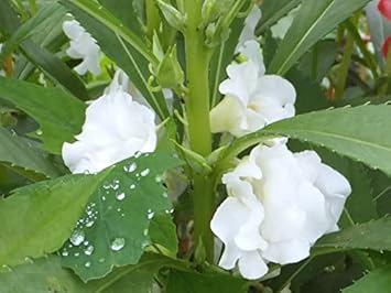 White Balsamine Flower seeds for Planting - Drought Tolerant, Heirloom & GMO Free Seeds for Home Garden
Sale for planting in home garden