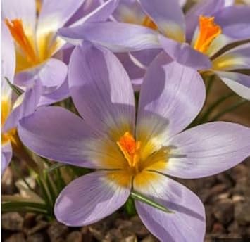 Blue Yellow Crocus Flower seeds for Planting - Garden Favorite, Heirloom & GMO Free Seeds for Home Garden
Sale for planting in home garden