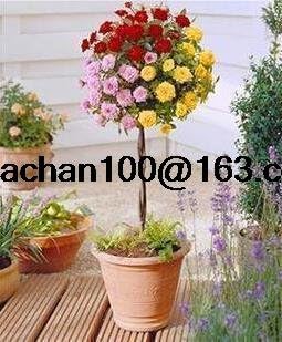 Tricolour Rose Standard Flower seeds for Planting - Colorful Display, Heirloom & GMO Free Seeds for Home Garden
Sale for planting in home garden