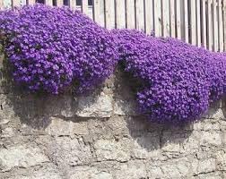Cascade Flower seeds for Planting - Colorful Display, Heirloom & GMO Free Seeds for Home Garden
Sale for planting in home garden.