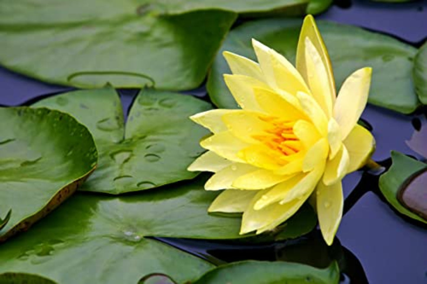 Golden Crown Lotus Seeds – Yellow Center Bloom Aquatic Flower for Garden Ponds