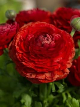 Deep Red Ranunculus Flower seeds for Planting - Seasonal Bloomer, Heirloom & GMO Free Seeds for Home Garden
Sale for planting in home garden