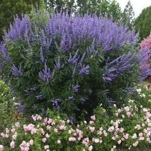 Purple Vitex Agnus Flower seeds for Planting - Drought Tolerant, Heirloom & GMO Free Seeds for Home Garden
Sale for planting in home garden.