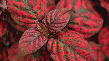 Hypoestes Flower seeds for Planting - Long Bloom Season, Heirloom & GMO Free Seeds for Home Garden
Sale for planting in home garden