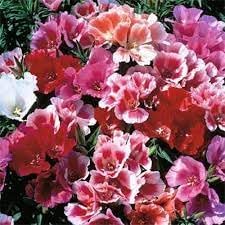 Godetia Flower seeds for Planting - Sun Loving, Heirloom & GMO Free Seeds for Home Garden
Sale seeds for planting in home garden