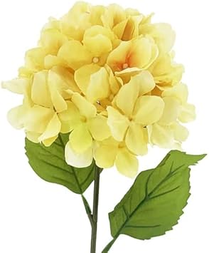Light Yellow Hydrangea Flower seeds for Planting - Cut Flower Favorite, Heirloom & GMO Free Seeds for Home Garden
Sale for planting in home garden.