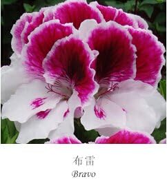 Mixed Regal Pelargonium Flower seeds for Planting - Cottage Garden Essential, Heirloom & GMO Free Seeds for Home Garden
Sale for planting in home garden