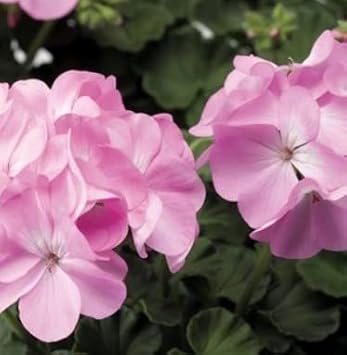 Light Pink Univalve Geranium Flower seeds for Planting - Vibrant Colors, Heirloom & GMO Free Seeds for Home Garden
Sale for planting in home garden.