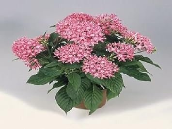 Pink Pentas Flower seeds for Planting - Compact Growth, Heirloom & GMO Free Seeds for Home Garden
Sale for planting in home garden.
