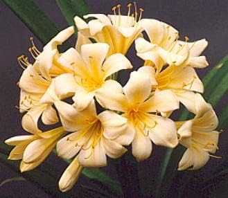 Light Yellow Natal Lily or Bush Lily Flower seeds for Planting - Drought Tolerant, Heirloom & GMO Free Seeds for Home Garden
Sale for planting in home garden