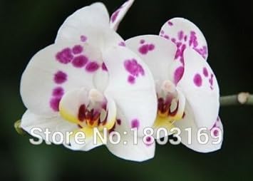 White Purple Phalaenopsis Orchid Flower seeds for Planting - Sun Loving, Heirloom & GMO Free Seeds for Home Garden
Sale for planting in home garden.