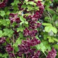 Akebia Quinata Flower seeds for Planting - Cottage Garden Essential, Heirloom & GMO Free Seeds for Home Garden
Sale for planting in home garden.
