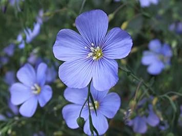 Blue Linum Lewisii Flower seeds for Planting - Bright Blooms, Heirloom & GMO Free Seeds for Home Garden
Sale for planting in home garden.