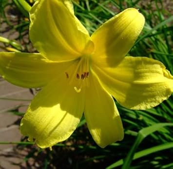 Light Green Hemerocallis Flower seeds for Planting - Cottage Garden Essential, Heirloom & GMO Free Seeds for Home Garden
Sale for planting in home garden