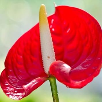 Red Anthurium Flower seeds for Planting - Compact Growth, Heirloom & GMO Free Seeds for Home Garden
Sale for planting in home garden