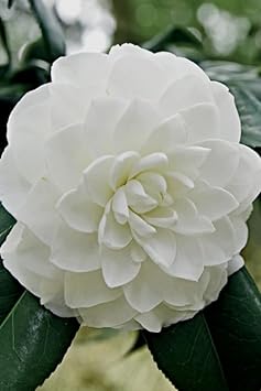 Heirloom Camelia Flower seeds for Planting Sun Loving Heirloom & GMO Free Seeds for Home Garden
Sale for planting in home garden