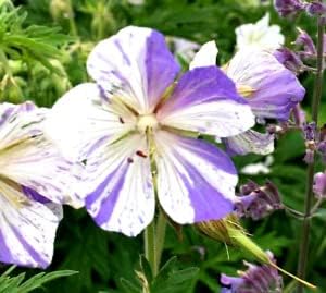 Violet & White Geraniums Flower seeds for Planting - Bright Blooms, Heirloom & GMO Free Seeds for Home Garden
Sale for planting in home garden.