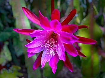 Pink Epiphyllum Oxypetalum Flower seeds for Planting - Garden Favorite, Heirloom & GMO Free Seeds for Home Garden
Sale for planting in home garden.