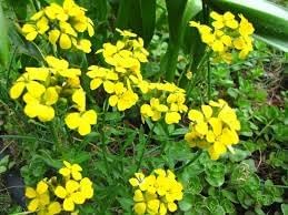 Heirloom WallFlower seeds for Planting Cottage Garden Essential Heirloom & GMO Free Seeds for Home Garden
Sale for planting in home garden
