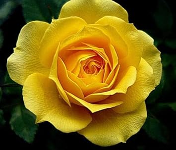Mustard Yellow Rose Flower seeds for Planting - Vibrant Colors, Heirloom & GMO Free Seeds for Home Garden
Sale for planting in home garden