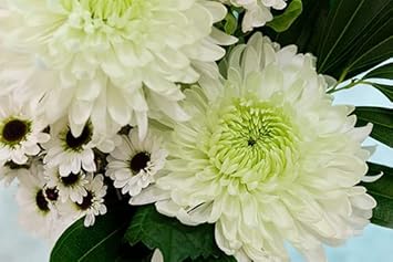Chrysanthemum Flower Seeds Green White Flower seeds for Planting - Drought Tolerant, Heirloom & GMO Free Seeds for Home Garden
Sale for planting in home garden.