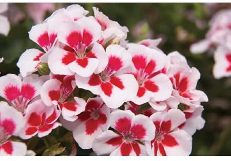 Red & White Geranium Flower seeds for Planting - Vibrant Colors, Heirloom & GMO Free Seeds for Home Garden
Sale for planting in home garden.