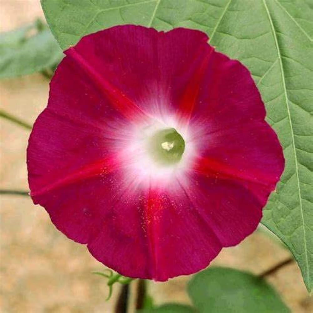 Red Picotee Morning Glory Flower Seeds