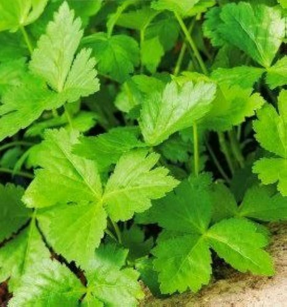 Japanese Parsley Herb Seeds