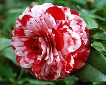 Camellia Red White Flower seeds for Planting - Seasonal Bloomer, Heirloom & GMO Free Seeds for Home Garden
Sale for planting in home garden.