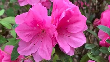 Pink Azalea Flower Flower seeds for Planting - Sun Loving, Heirloom & GMO Free Seeds for Home Garden
Sale for planting in home garden