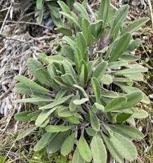 Lamb'sEar Flower seeds for Planting Long Bloom Season Heirloom & GMO Free Seeds for Home Garden
Sale for planting in home garden