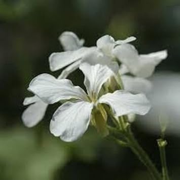White Lunaria Biennis Flower seeds for Planting - Shade Tolerant, Heirloom & GMO Free Seeds for Home Garden
Sale for planting in home garden