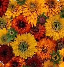 Mixed Rudbeckia Flower seeds for Planting - Compact Growth, Heirloom & GMO Free Seeds for Home Garden
Sale for planting in home garden.