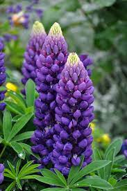 Lupine Wildflower Seeds purple