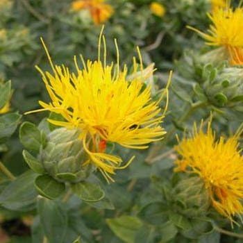 Yellow Safflower Flower seeds for Planting - Sun Loving, Heirloom & GMO Free Seeds for Home Garden
Sale for planting in home garden