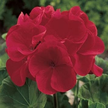 Geraniums Deep Red Flower seeds for Planting - Fragrant Blossoms, Heirloom & GMO Free Seeds for Home Garden
Sale for planting in home garden.