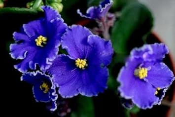 African Violet Flower seeds for Planting - Garden Favorite, Heirloom & GMO Free Seeds for Home Garden
Sale for planting in home garden.