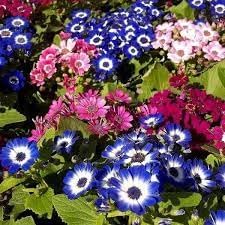 Cineraria Flower seeds for Planting Cottage Garden Essential Heirloom & GMO Free Seeds for Home Garden
Sale for planting in home garden