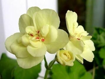 Geranium Flower seeds for Planting - Wildflower Mix, Heirloom & GMO Free Seeds for Home Garden
Sale for planting in home garden.