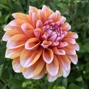 Butterscotch Dahlia Flower seeds for Planting - Sun Loving, Heirloom & GMO Free Seeds for Home Garden
Sale for planting in home garden.