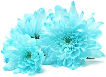 Light Blue Chrysanthemum Flower seeds for Planting - Easy to Grow, Heirloom & GMO Free Seeds for Home Garden
Sale seeds for planting in home garden