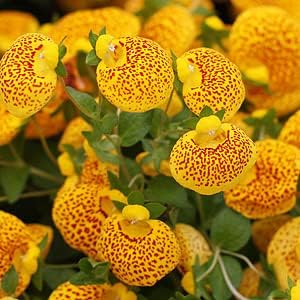 Yellow Red Calceolaria Flower seeds for Planting - Colorful Display, Heirloom & GMO Free Seeds for Home Garden
Sale seeds for planting in home garden