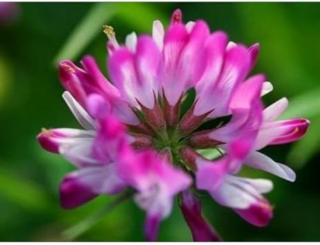 Pink Astragalus Sinicus Flower seeds for Planting - Wildflower Mix, Heirloom & GMO Free Seeds for Home Garden
Sale seeds for planting in home garden