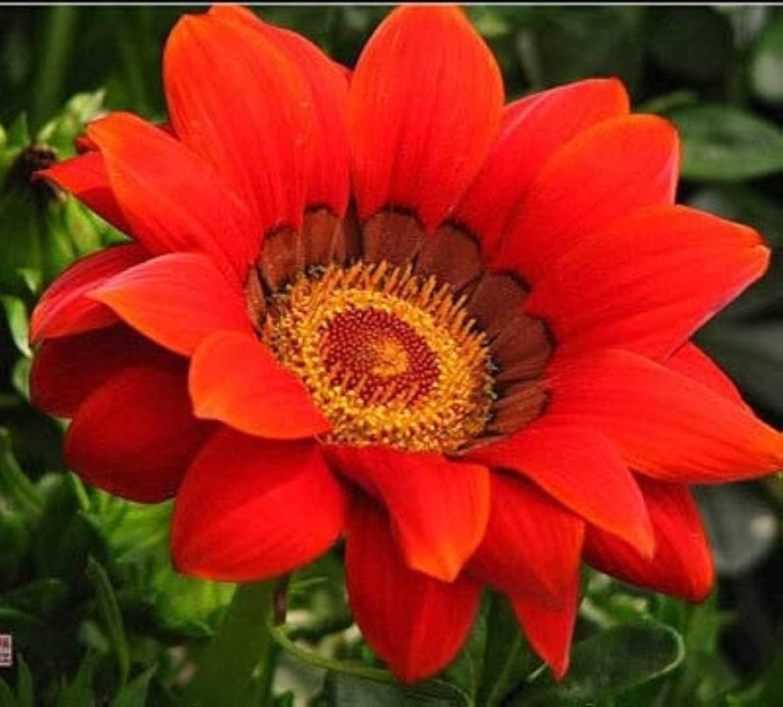 Gazania Bronze Shades Flower Seeds