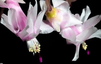 White Zygocactus Flower seeds for Planting - Easy to Grow, Heirloom & GMO Free Seeds for Home Garden
Sale for planting in home garden