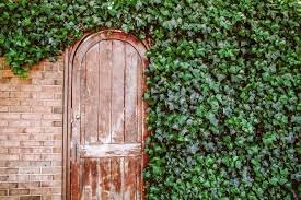 Ivy Flower seeds for Planting Premium Quality Heirloom & GMO Free Seeds for Home Garden
Sale for planting in home garden