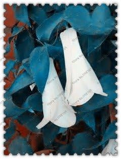 White Lapageria Flower seeds for Planting - Colorful Display, Heirloom & GMO Free Seeds for Home Garden
Sale for planting in home garden