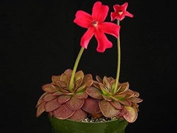 Red Butterwort Flower seeds for Planting - Low Maintenance, Heirloom & GMO Free Seeds for Home Garden
Sale for planting in home garden